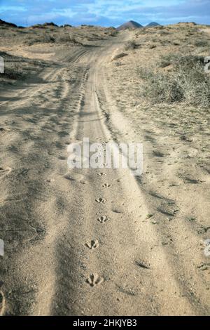 Outarde houbara (Chlamydotis undulata), empreintes de pieds sur un sol sablonneux, îles Canaries, Lanzarote Banque D'Images