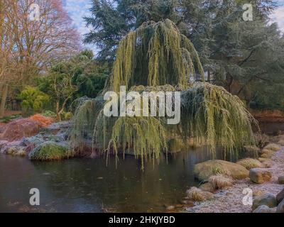 Cèdre du Liban, cèdre du Liban (Cedrus libani 'glauca pendula', Cedrus libani glauca pendula, Cedrus libanotica), forme pendante, cultivar , Banque D'Images