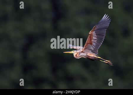 Héron violet (Ardea purpurea), volant dans un plumage reproducteur, vue latérale, pays-Bas, Overijssel, Parc national de Weerribben-Wieden Banque D'Images