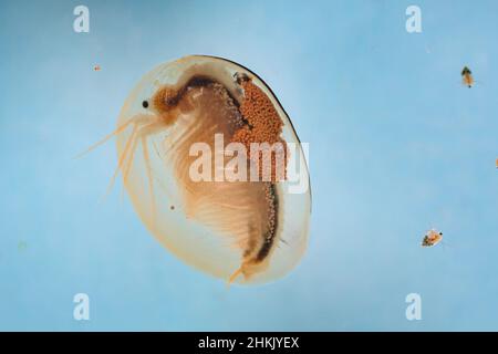 Crevette de Clam de l'est (Limnadia lenticularis), femelle avec kystes dans sa chambre de couvain, Allemagne, Bavière Banque D'Images