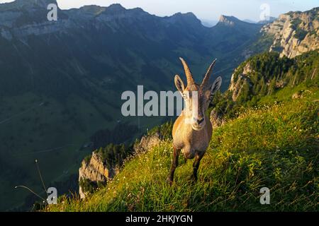 Ibex alpin (Capra ibex, Capra ibex ibex), ibex femelle debout en pente dans un pré de montagne à la Niederhorn, Suisse, Oberland bernois, Banque D'Images