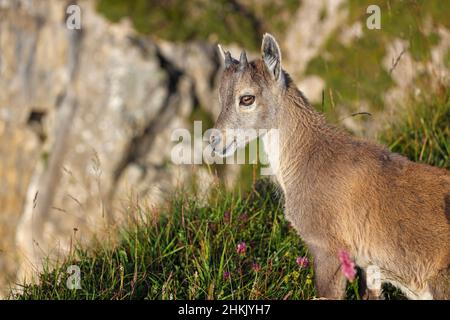 Ibex alpin (Capra ibex, Capra ibex ibex), jeune animal debout dans un pré de montagne en pente, vue latérale, Suisse, Oberland bernois, Banque D'Images