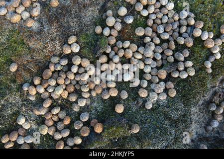Lapin européen (Oryctolagus cuniculus), fientes de lapin, Belgique, Flandre Occidentale Banque D'Images