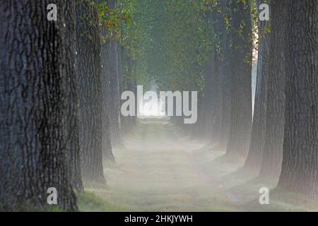 Peuplier canadien (Populus x canadensis, Populus canadensis), rangée de peupliers à Bentille, Belgique, Flandre orientale, Bentillekreek, Sint-Laureins Banque D'Images