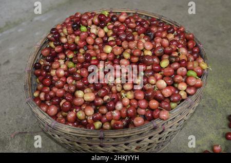 Café arabe (Coffea arabica), cerises de café récoltées dans un panier, Indonésie, Bali Banque D'Images