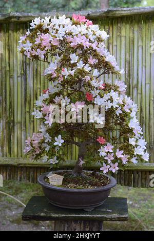 Satsuki azalea (Rhododendron indicum), comme bonsaï, 1 Banque D'Images