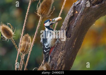 Grand pic tacheté (Picoides major pinetorum, Dendrocopos major pinetorum), fourrageage avec noisette dans le projet de loi, Suisse, Sankt Gallen Banque D'Images