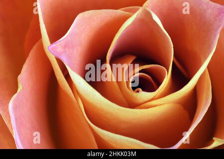 Rose ornementale (spéc. Rosa), fleur de rose de couleur saumon, détail Banque D'Images