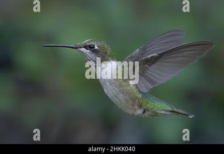 Colibri à gorge rubis en vol Banque D'Images