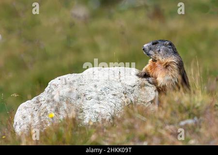 Marmotte alpine (Marmota marmota), en train de se retirer de son terrier derrière un rocher, Suisse, Grisons, Engadine, Pontresina Banque D'Images