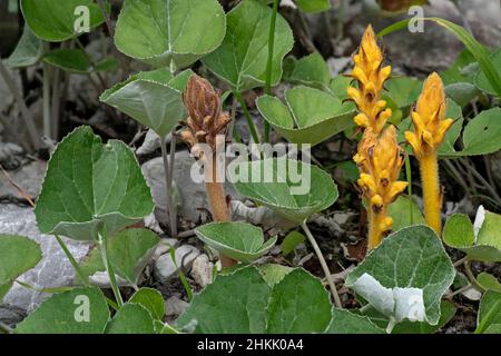 Butterbur broomcolza (Orobanche flava), floraison, sur butterburr, Autriche, Tyrol Banque D'Images