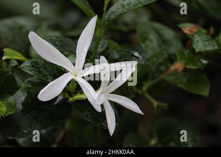 Natal Plum, Natal Plum Tree (Carissa macrocarpa), fleurs Banque D'Images