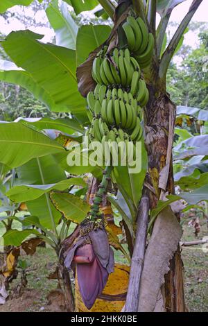 Banana fausse, Banana éthiopienne, Banana abyssinienne (Ensete ventricosum, Musa ensete), avec fruits, Seychelles, Mahé Banque D'Images