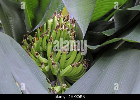 Banane (Musa paradisiaca, Musa x paradisiaca), jeunes bananes sur une plante de banane Banque D'Images