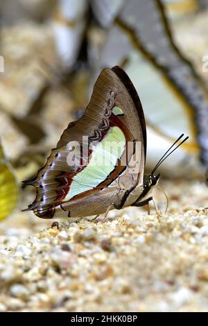 Nawab commun (Polyura athamas), suce les minéraux du sol sablonneux, vue latérale, Thaïlande, parc national de Khao Yai Banque D'Images