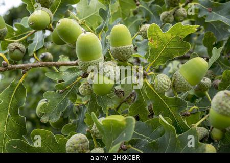 Chêne commun, chêne pédonculé, chêne anglais (Quercus robur.Quercus pedunculata), Twig avec feuilles et glands, Allemagne, Bavière Banque D'Images