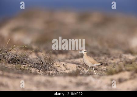 Coureuse couleur crème (Cursorius Cursor), marchant sur le sol en semi-désert, vue latérale, îles Canaries, Lanzarote Banque D'Images