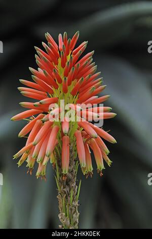 Aloès (Aloe arborescens), inflorescence Banque D'Images