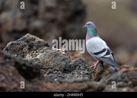 Pigeon de roche sauvage (Columba livia), perchée sur la roche de lave, îles Canaries, Lanzarote, parc national de Timanfaya Banque D'Images