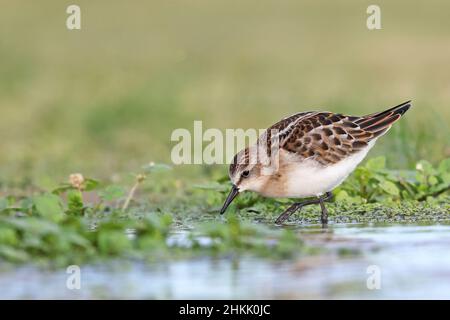 Petite maison (Calidris minuta), dans le plumage juvénile fourragent en eau peu profonde, vue latérale, Espagne, Andalousie, Bolonia Banque D'Images