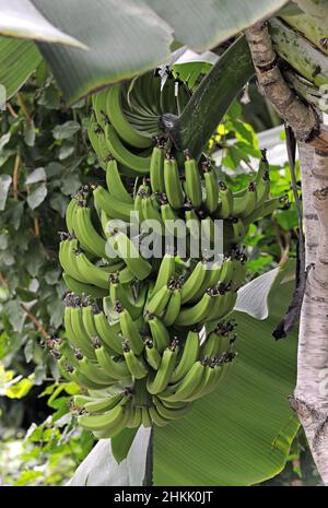 Banane (Musa paradisiaca, Musa x paradisiaca), jeunes bananes sur une plante de banane Banque D'Images