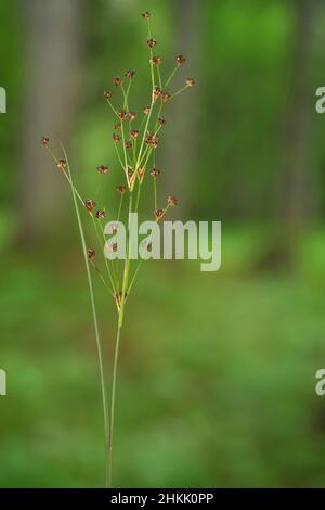 Ruée à fleurs acérées (Juncus acutiflorus), inflorescence, Allemagne, Bavière, Murnauer Moos Banque D'Images