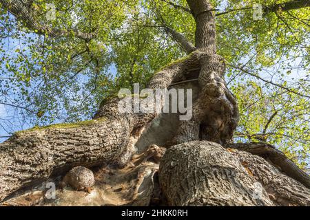 Tilleul à petits feuilles, tilleul, tilleul à petites feuilles (Tilia cordata), monument naturel Tassilo à Wessobrunn, Allemagne, Bavière Banque D'Images