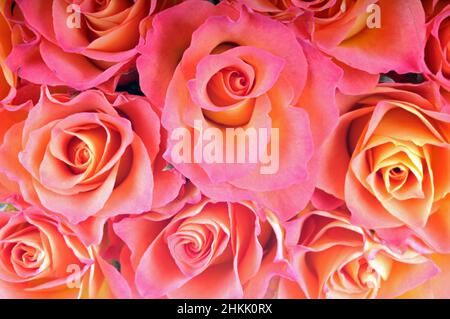 Rose ornementale (Rosa spec.), bouquet de roses de couleur saumon, vue d'en haut Banque D'Images