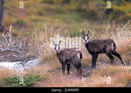 Chamois (Rupicapra rupicapra), deux jeunes chamois dans un pré de montagne, Italie, Parc national Gran Paradiso, Valsavarenche Banque D'Images