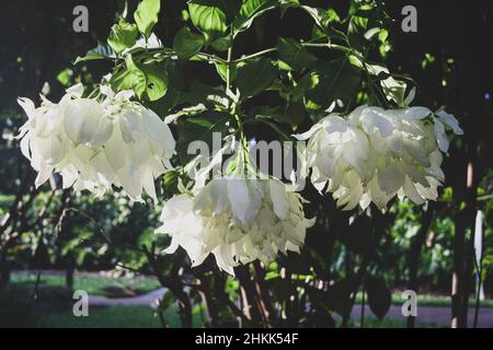 Fleurs blanches en Australie, Queensland Banque D'Images