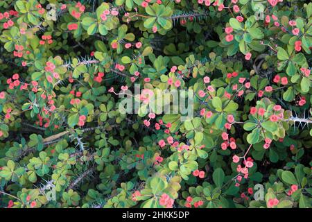 Fleurs australiennes roses dans un jardin botanique Banque D'Images