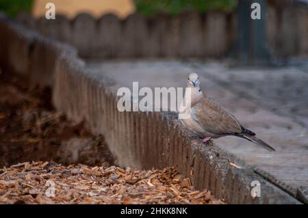 Photo d'une colombe à col eurasien, assise sur une courte clôture en pierres Banque D'Images