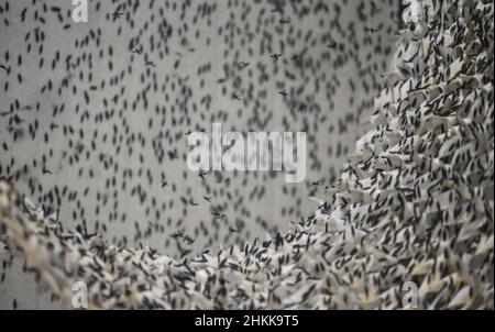 Pfungstadt, Allemagne.18th janvier 2022.De nombreux spécimens de la mouche du soldat noir (lat. Hermetia illucens) sont dans l'air dans la cage de vol de Probenda GmbH ou se sont installés sur des filets ou des murs de camouflage.L'entreprise transforme la larve du soldat noir en farine de protéines et en graisses de haute qualité depuis le printemps 2021.Credit: Arne Dedert/dpa/Alay Live News Banque D'Images