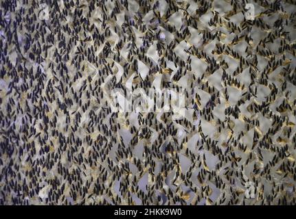 Pfungstadt, Allemagne.18th janvier 2022.De nombreux spécimens de la mouche du soldat noir (lat. Hermetia illucens) se sont installés sur un filet de camouflage dans la cage de vol de Probenda GmbH.L'entreprise transforme la larve du soldat noir en farine de protéines et en graisses de haute qualité depuis le printemps 2021.Credit: Arne Dedert/dpa/Alay Live News Banque D'Images