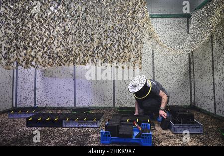 Pfungstadt, Allemagne.18th janvier 2022.Le biologiste Frank Schubert, portant un chapeau de gardien, échange des alvéoles en plastique dans la cage de vol de Probenda GmbH, où le soldat noir vole (lat. Hermetia illucens) pond ses œufs.L'entreprise transforme la larve du soldat noir en farine de protéines et en graisses de haute qualité depuis le printemps 2021.Credit: Arne Dedert/dpa/Alay Live News Banque D'Images