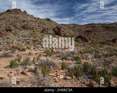 De grands rochers descendent une colline couverte de végétation du désert de Chihuahuan. Banque D'Images