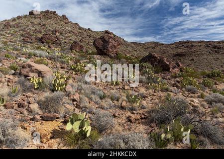 De grands rochers descendent une colline couverte de végétation du désert de Chihuahuan. Banque D'Images