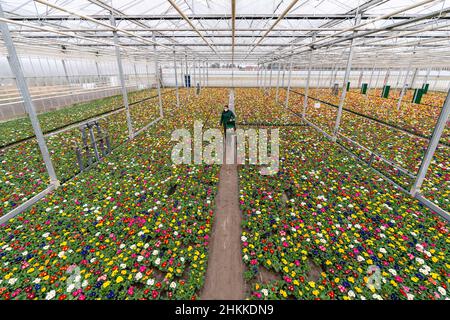 Nuremberg, Allemagne.04th févr. 2022.Carina Langhans, cultivateur de plantes ornementales, traverse une serre couverte de milliers de primrosiers dans une grande pépinière.Après les mois d'hiver sombres, beaucoup sont en attente pour le printemps - et acheter des primrosiers et d'autres hérauts de floraison du printemps.Pour les crèches, c'est une affaire importante.(À dpa 'Nurseries Hope for good business with Early Bloomers') Credit: Nicolas Armer/dpa/Alay Live News Banque D'Images