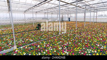 Nuremberg, Allemagne.04th févr. 2022.Carina Langhans, cultivateur de plantes ornementales, traverse une serre couverte de milliers de primrosiers dans une grande pépinière.Après les mois d'hiver sombres, beaucoup sont en attente pour le printemps - et acheter des primrosiers et d'autres hérauts de floraison du printemps.Pour les crèches, c'est une affaire importante.(À dpa 'Nurseries Hope for good business with Early Bloomers') Credit: Nicolas Armer/dpa/Alay Live News Banque D'Images