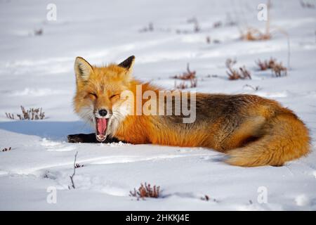 Renard rouge dans l'auvent de neige Banque D'Images