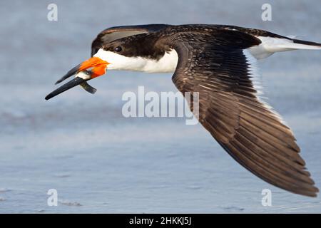 Black Skimmer en vol avec les poissons Banque D'Images