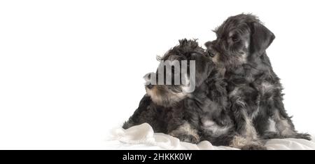 Deux chiots schnauzer sur le tapis portrait isolé sur fond blanc.Les animaux de compagnie regardent à côté de l'espace de copie pour votre texte publicitaire.Adapté comme un ba Banque D'Images