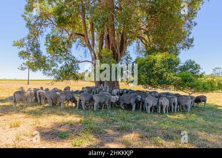 Des moutons se sont rassemblés sous un arbre à la recherche de l'ombre dans la région de Frankland, en Australie occidentale Banque D'Images