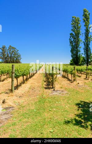Des rangées de vignes au vignoble de Langton de West Cape Howe Wines, Mount Barker, Australie occidentale, Australie Banque D'Images