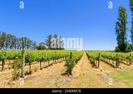 Des rangées de vignes au vignoble de Langton de West Cape Howe Wines, Mount Barker, Australie occidentale, Australie Banque D'Images