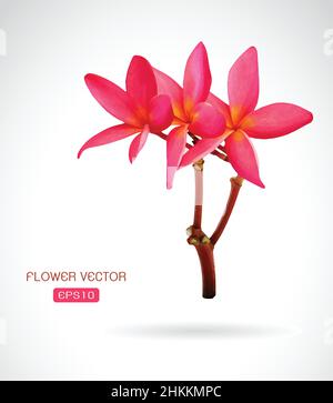 Image vectorielle de la fleur frangipani sur fond blanc.Illustration vectorielle superposée facile à modifier. Illustration de Vecteur