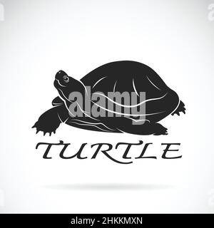 Vecteur d'une tortue sur fond blanc.Animal reptile.Illustration vectorielle superposée facile à modifier. Illustration de Vecteur