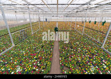 Nuremberg, Allemagne.04th févr. 2022.Carina Langhans, cultivateur de plantes ornementales, traverse une serre couverte de milliers de primrosiers dans une grande pépinière.Après les mois d'hiver sombres, beaucoup sont en attente pour le printemps - et acheter des primrosiers et d'autres hérauts de floraison du printemps.Pour les crèches, c'est une affaire importante.(À dpa 'Nurseries Hope for good business with Early Bloomers') Credit: Nicolas Armer/dpa/Alay Live News Banque D'Images