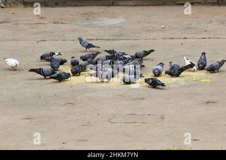 groupe de pigeons mangeant des céréales inde Banque D'Images