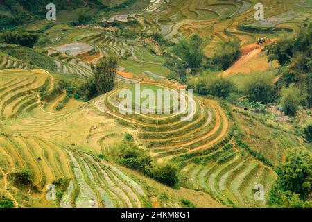 Rizières en terrasses dans la vallée de Muong Hoa (Thung Lung Muong Hoa), près de Sapa (sa Pa), province Lao Cai, Vietnam Banque D'Images